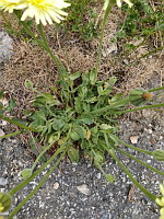 Urosperme de Dalechamps - Urospernum dalechampii
